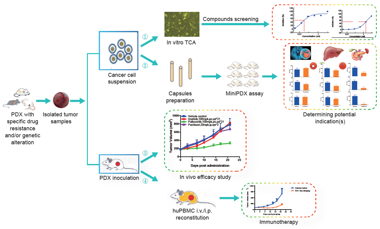 Application of PDX models in drug R&D