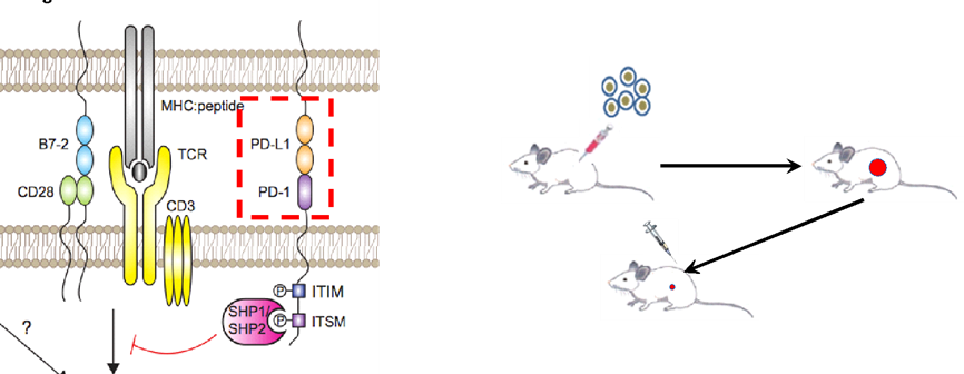 Extracellular domain of both murine cancer cells and Flowchart of in vivo efficacy in humanized syngeneic models