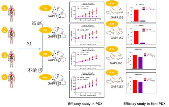 Fig. Comparing efficacy results of drug S1 in PDX assays vs. equivalent MiniPDX assays.