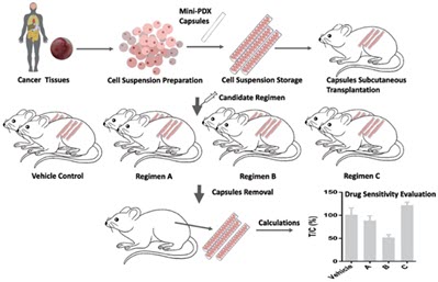 Schematic of 7 day MiniPDX process