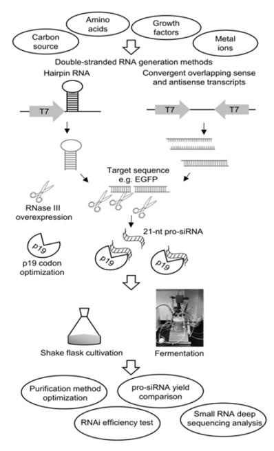 Fig. Schematic of high throughput screening using pro-siRNA