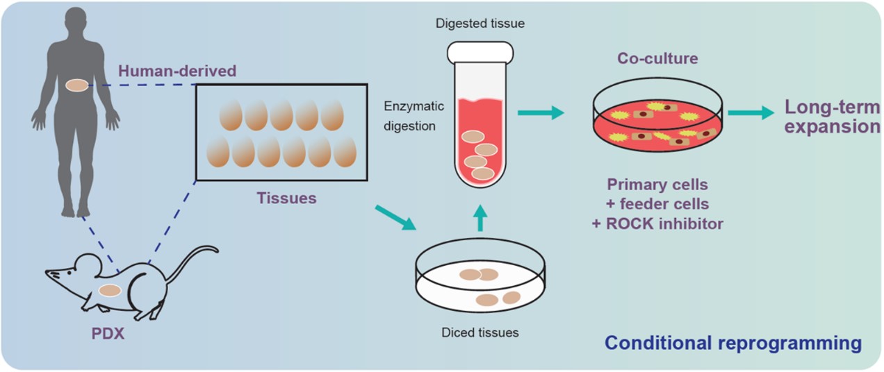 Fig. Schematic of process for conditional reprogramming cells