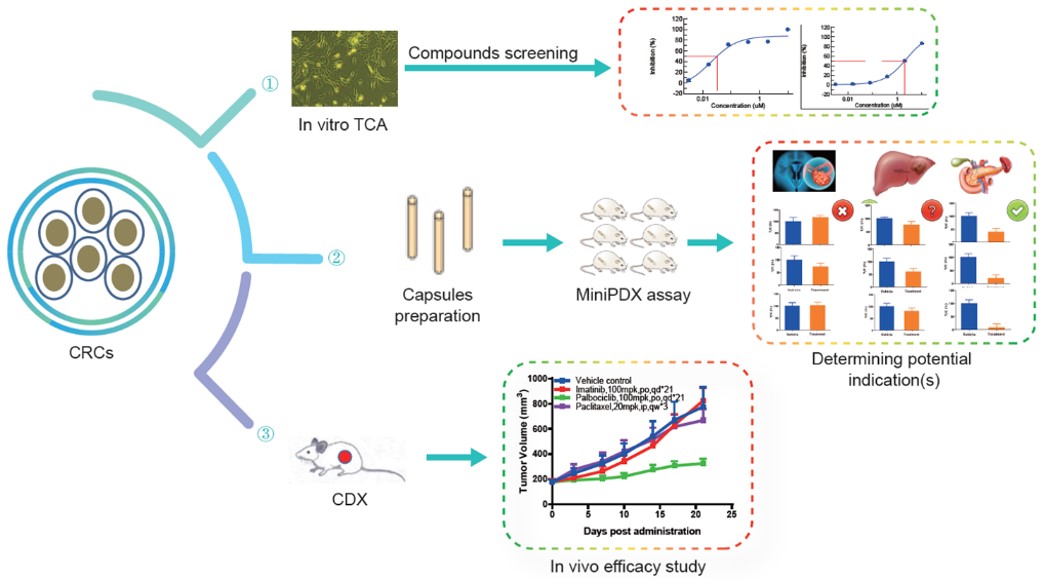 Fig. Schematic of testing options enabled by CR (conditionally reprogrammed) cells.