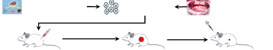 Flowchart of huPBMC+DCs+cancer cells co-inoculating model