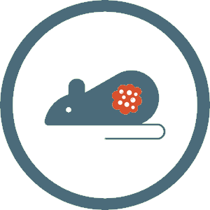 Syngeneic Mouse  Model
