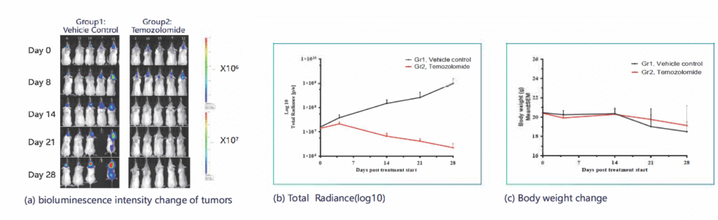 LN-229-luc Glioblastoma Model