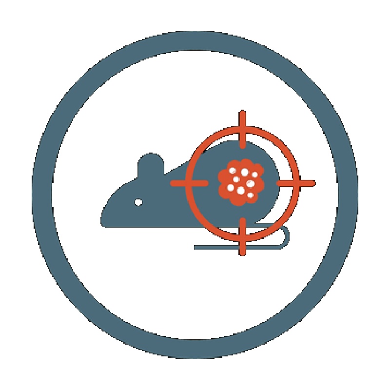 Orthotopic Mouse Model